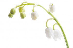 À l’occasion de la fête du travail, la vente de végétaux est autorisée sur la voie publique, mais réglementée. À Vernon, les vendeurs d’un jour n’ont pas besoin d’un arrêté d’occupation du domaine public, mais sont contraints de vendre uniquement la journée du 1er mai. Ils sont tenus de ne pas en vendre en grande quantité, de ne pas avoir des installations de tables, et de ne pas importuner les promeneurs avec des annonces. Les végétaux doivent être vendus en l’état, sans racines et sans pot.