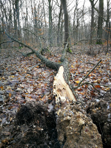 arbre au sol forêt de bizy