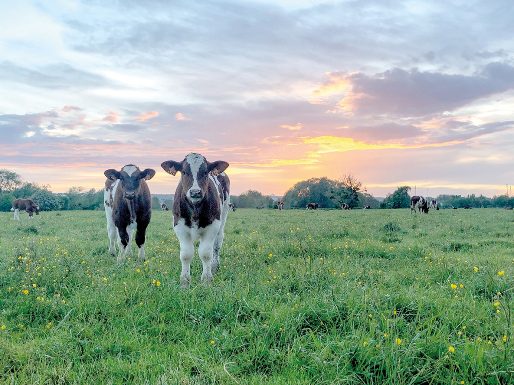 Le riche patrimoine naturel de Vernon a été valorisé. La municipalité est partie à la reconquête des berges de Seine, comme l’annonçait l’engagement n°53 de Vernon mérite mieux, afin d’en faire un lieu de promenade propice aux mobilités douces et agrémenté d’équipements pour la détente ou le sport. 