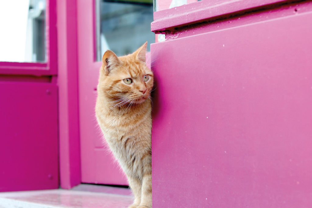 Il fait froid ces jours-ci, Chachou passe sa tête place Barette et regarde la mairie. « Pourrai-je y faire une sieste au chaud ? », se demande le matou tout roux. Mais oui Chachou, tu es le bienvenu partout. Le malin félin ne s’y est pas trompé, voilà plusieurs matins qu’il roupille à l’hôtel de ville.
