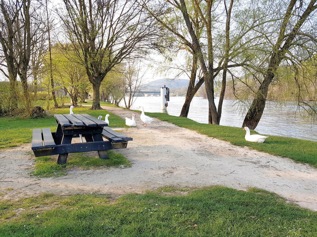 endant toute la durée du confinement, les équipes de l’entreprise SEPUR ont continué à nettoyer la ville. Grâce à la baisse d’activité, les rues de Vernon ont rarement été aussi propres ! Elles doivent le rester, même après le 11 mai. La mairie invite tous les habitants à être respectueux. Rappelons que toute pollution est passible d’amende.