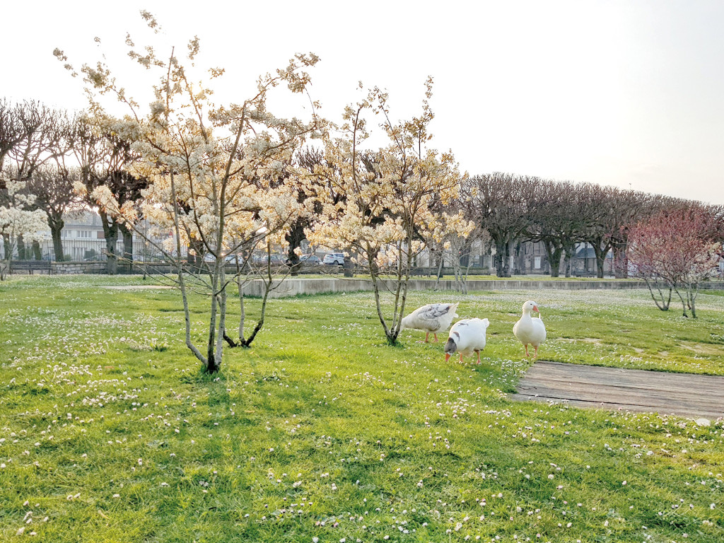 Oiseaux : devenez observateur bénévole !