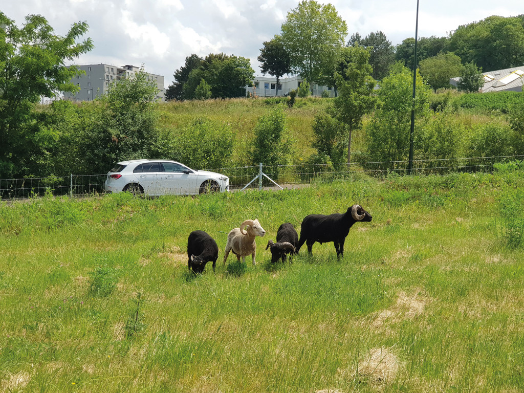 Le 3 juin, 4 béliers ont été lâchés dans un grand enclos rue du Québec, près du Vallon Saint-Michel. Le but : introduire de la biodiversité en ville et permettre la tonte de ce pré par les animaux. Les 4 mâles sont de race Ouessant : petits et rustiques. Cette action est un prélude à la renaissance de la ferme pédagogique du Bonheur qui était située non loin (engagement n°38 de Vernon Mérite Toujours Mieux !).