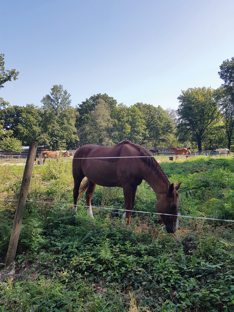 La police protège les chevaux