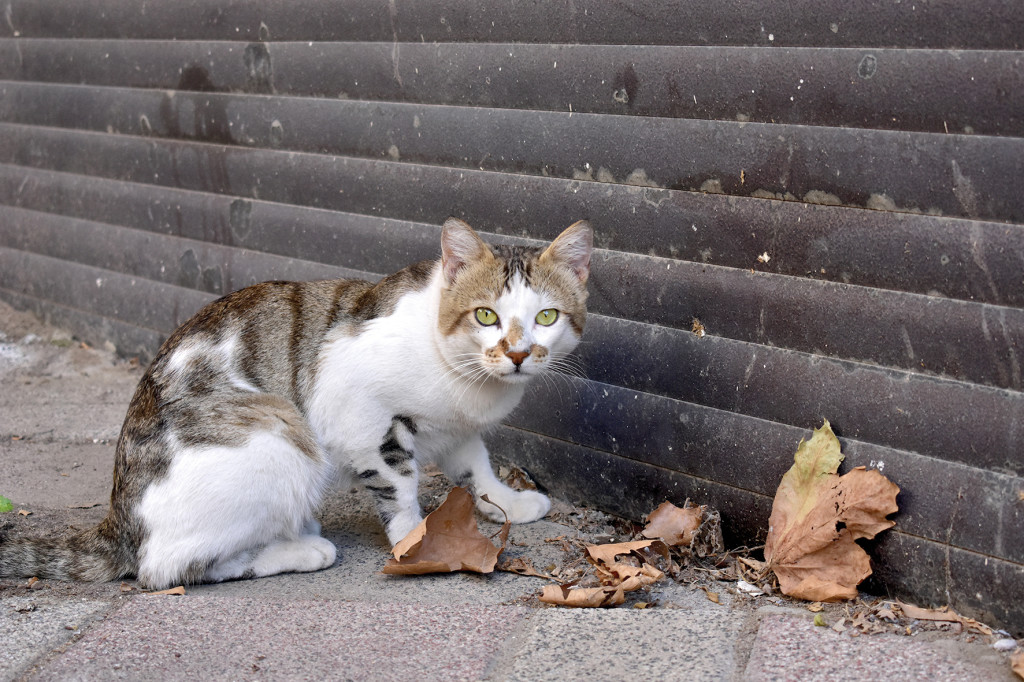 A lonely cat has white, black, green, brown feather.