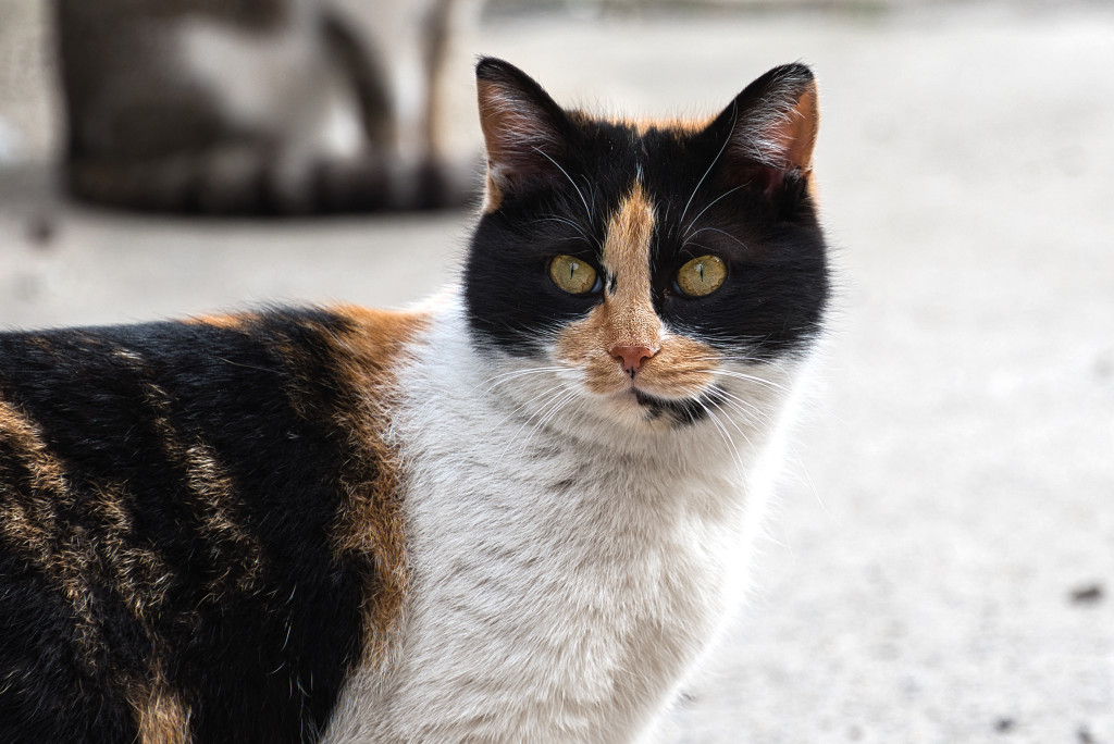 shutterstock_1683722287