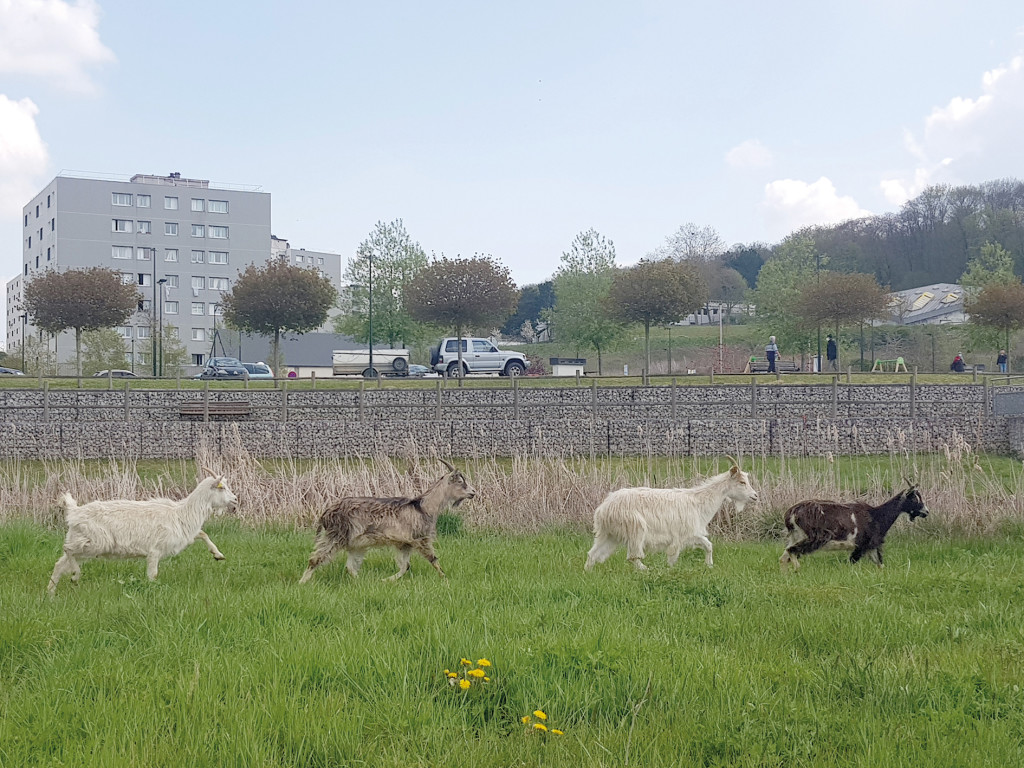Afin de préserver leur santé, il est demandé de ne pas nourrir les chèvres.