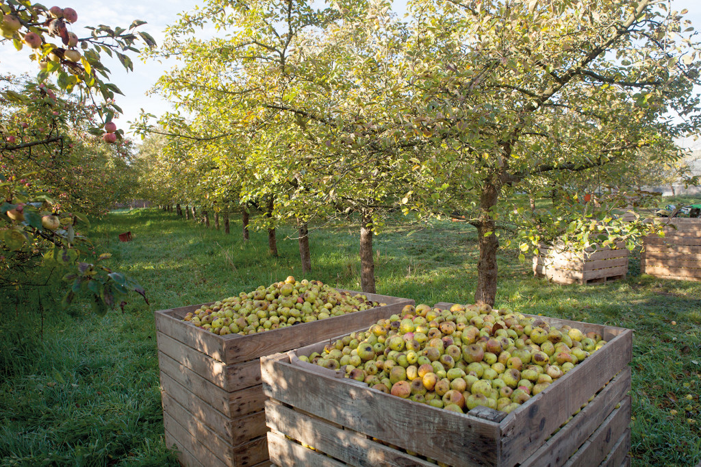 Cider apples in box under apple trees in Normandy