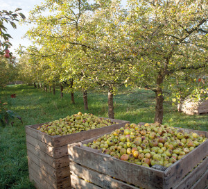Cider apples in box under apple trees in Normandy