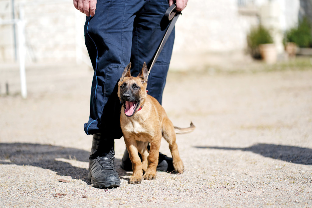 Présentation du nouveau chien de la police municipale, Storm, à la police municipale de Vernon rue du Grévarin, en présence de François Ouzilleau.