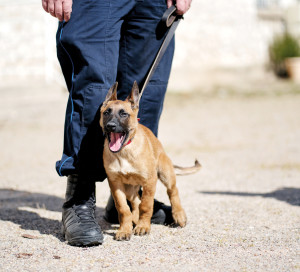 Présentation du nouveau chien de la police municipale, Storm, à la police municipale de Vernon rue du Grévarin, en présence de François Ouzilleau.