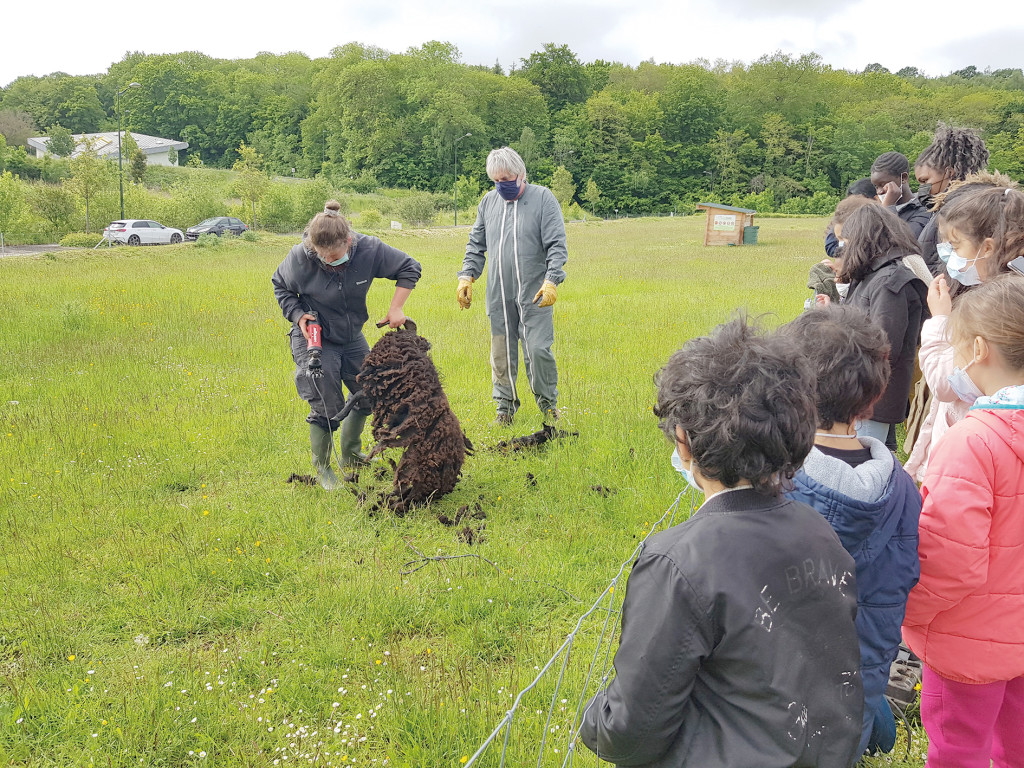 Moutons Béliers Boutardes Tonte Ecopâturage Chèvres Enfants CLAS Centre Social Pénitents