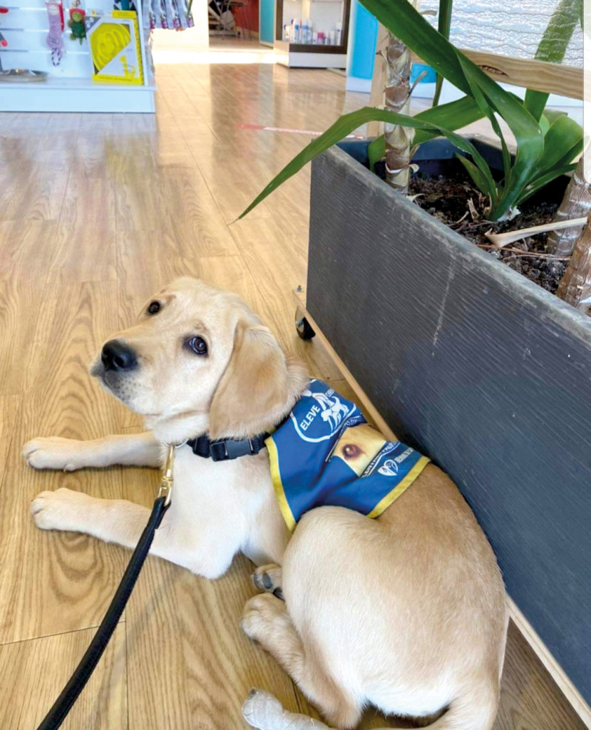 Démocratie Participative Conseil Municipal des Enfants CME Chien Guide d_Aveugle