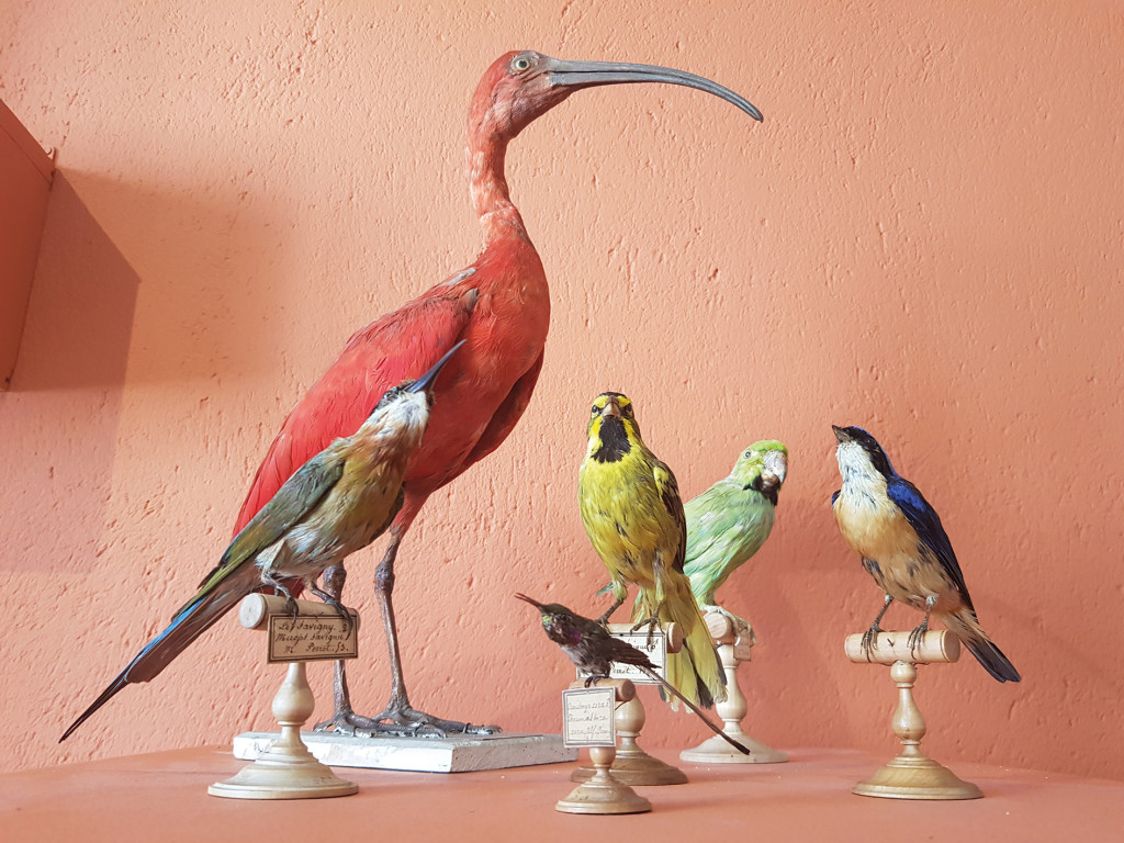 Collection Brécourt Musée de Vernon Restauration Stagiaire Julie Garnier Patrimoine