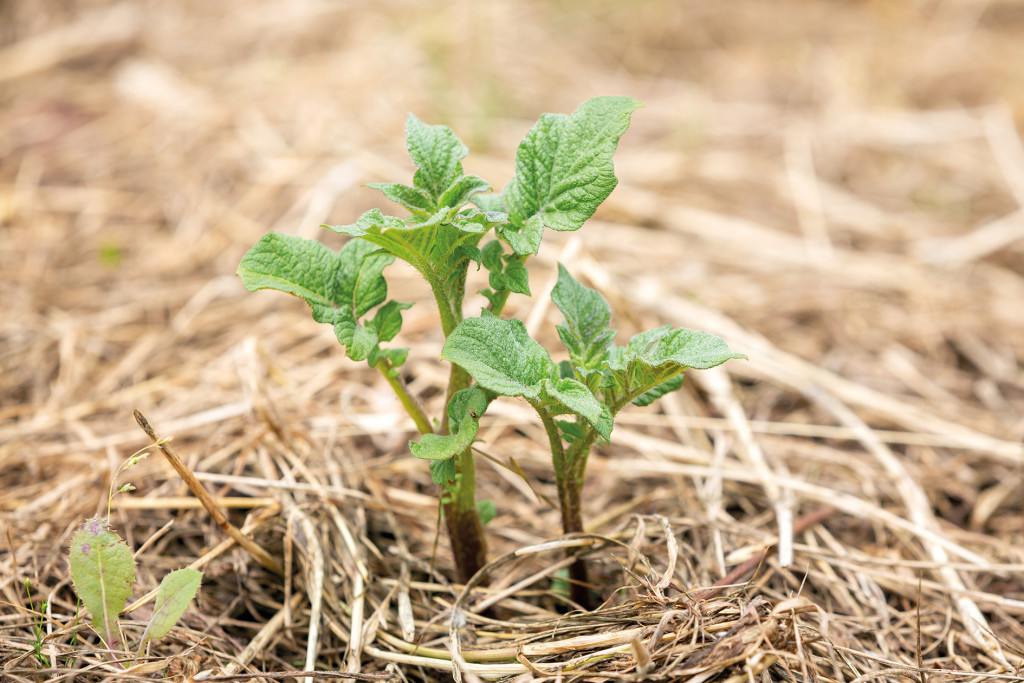 No dig gardening: side view of young potato sprouts growing in a mulch bedding of straw.
