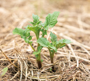 No dig gardening: side view of young potato sprouts growing in a mulch bedding of straw.