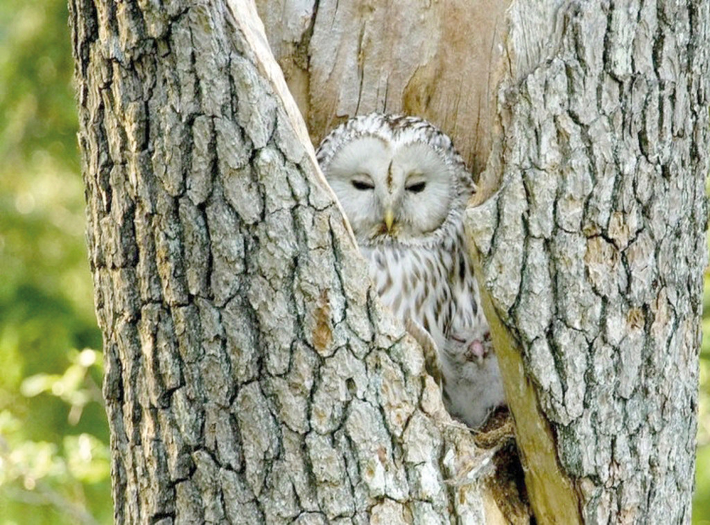 Culture Mois Du Doc Médiathèque Cinéma Films Documentaires