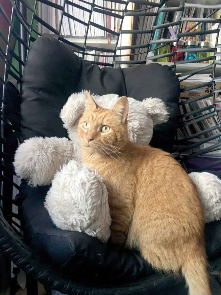 Asso Les Chatmis Vernonnais Chats Errants Premières Actions Chachou