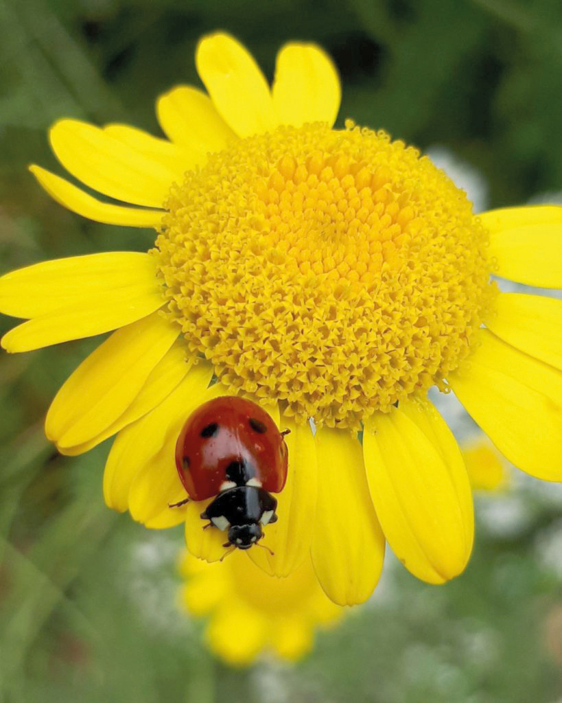 Chronique Vernon Toujours Plus Verte Concours Photo Messicoles Fleurs des Champs CD27