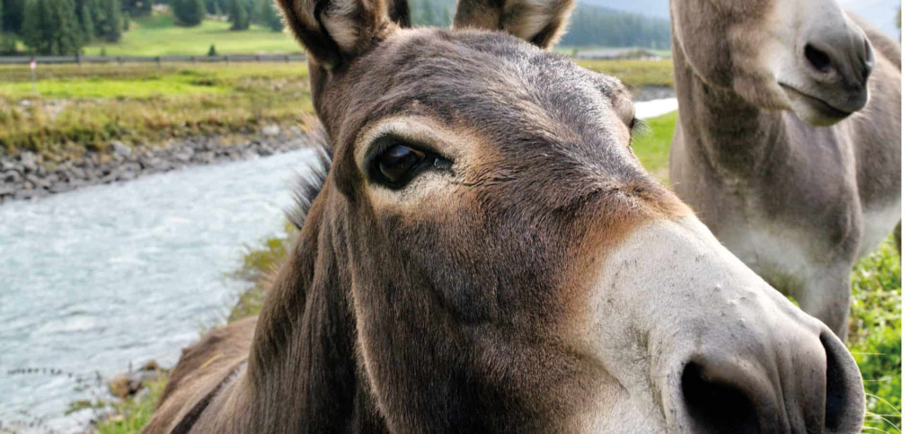Office de Tourisme Animation Débarder avec un âne Giverny