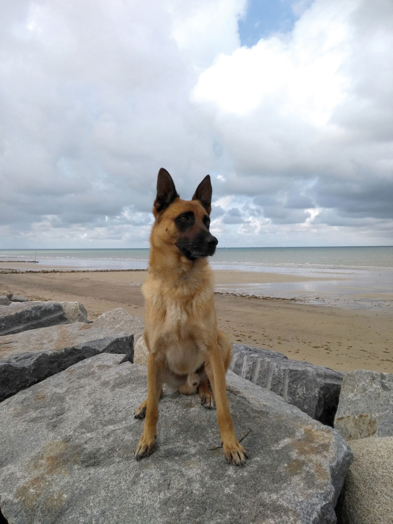 Grand Angle Retraite Indy Chien Policier-2