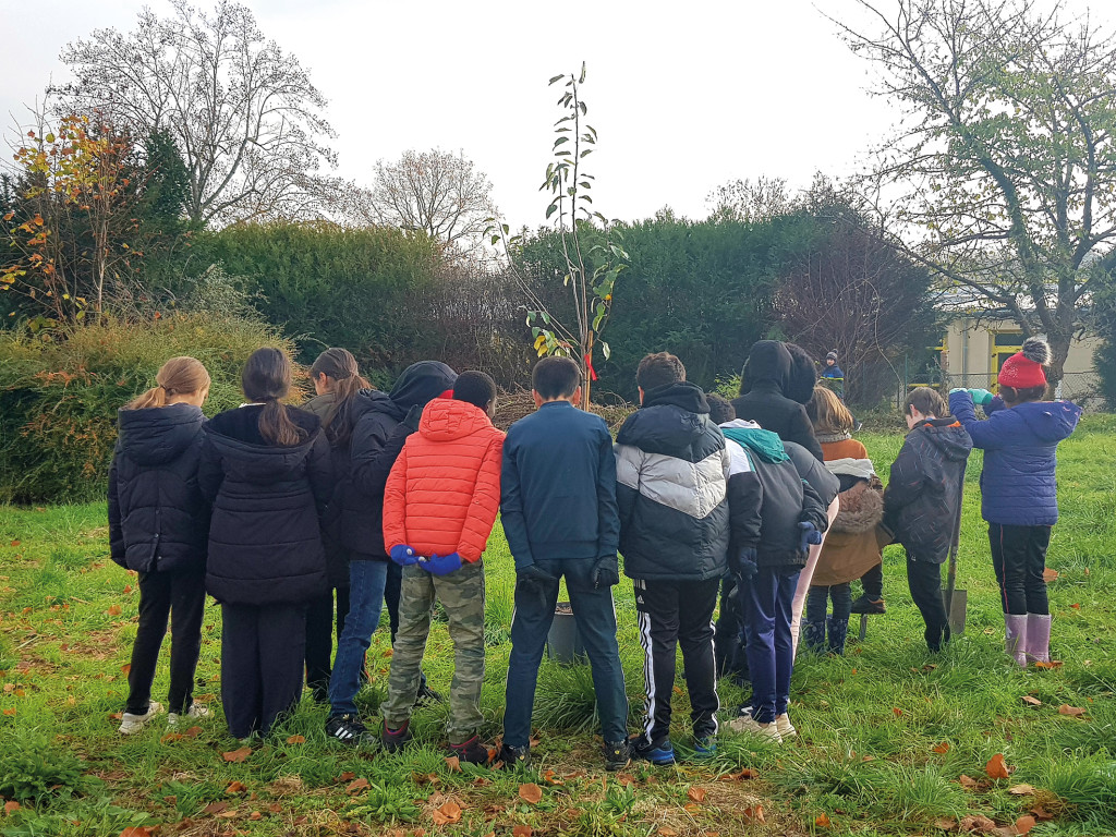 Plantation 10 Arbres Fruitiers Jardin Pédagogique Ecole Maxime Marchand Développement Durable