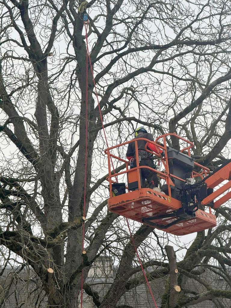 Nouvelle photo arbre
