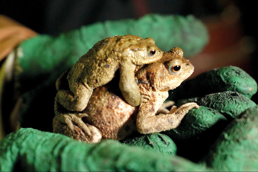 CD27 Département de l_Eure Amphibiens Grenouilles Environnement