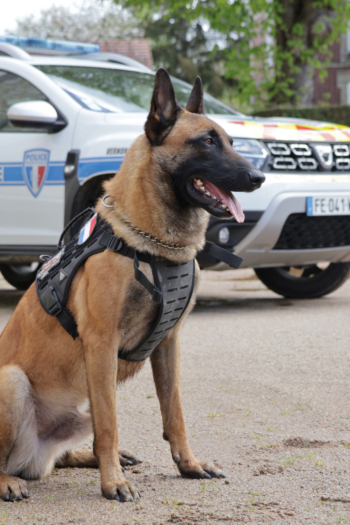 Grand Angle Nouveau Chien PM