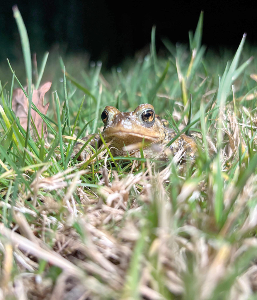 CD27 Migration Amphibiens Nature Zone Humide Eure