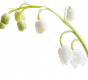 À l’occasion de la fête du travail, la vente de végétaux est autorisée sur la voie publique, mais réglementée. À Vernon, les vendeurs d’un jour n’ont pas besoin d’un arrêté d’occupation du domaine public, mais sont contraints de vendre uniquement la journée du 1er mai. Ils sont tenus de ne pas en vendre en grande quantité, de ne pas avoir des installations de tables, et de ne pas importuner les promeneurs avec des annonces. Les végétaux doivent être vendus en l’état, sans racines et sans pot.