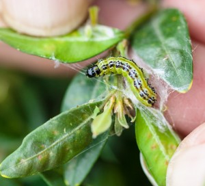 C'est un papillon qui, au stade larvaire, est à l'origine de la destruction des buis à Vernon. Vos jardins en sont peut-être déjà victimes…