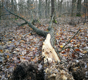 arbre au sol forêt de bizy