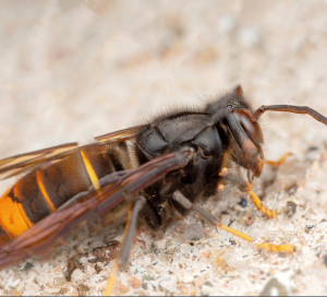 ous êtes plusieurs Vernonnais à nous avoir fait remonter la présence de frelons asiatiques (ou frelons à pattes jaunes) sur le territoire. Cette présence est avérée et il s’agit d’un insecte dangereux et nuisible.