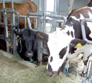 Dans les communes de Houlbec-Cocherel et Douains, l’extension d’un élevage bovin, la SCEA Pérault, a suscité une levée de boucliers de la part des riverains. Bonifacius Van Ranst, l’entrepreneur, souhaite en effet y développer un projet de type « ferme des 1000 vaches » très peu en phase avec les exigences environnementales actuelles et notamment le Plan Climat porté par l’agglomération. Cette dernière a donc décidé d’agir en rencontrant l’exploitant et des membres de la Chambre d’Agriculture et de la FDSEA. Cela doit permettre de réorienter le projet de façon durable et locale en baissant de 20% les effectifs globaux de bovins, en limitant les nuisances dues à la pollution et à la circulation d’engins ainsi qu’en développant les circuits courts et la vente de proximité. Par ailleurs SNA a proposé l’ouverture d’un comité de suivi incluant les riverains et la mairie.