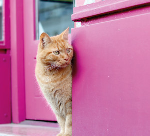 Il fait froid ces jours-ci, Chachou passe sa tête place Barette et regarde la mairie. « Pourrai-je y faire une sieste au chaud ? », se demande le matou tout roux. Mais oui Chachou, tu es le bienvenu partout. Le malin félin ne s’y est pas trompé, voilà plusieurs matins qu’il roupille à l’hôtel de ville.