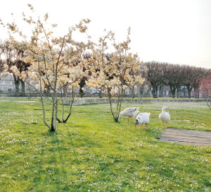 Oiseaux : devenez observateur bénévole !