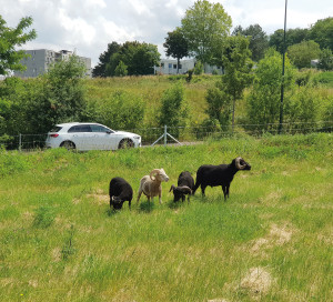 Le 3 juin, 4 béliers ont été lâchés dans un grand enclos rue du Québec, près du Vallon Saint-Michel. Le but : introduire de la biodiversité en ville et permettre la tonte de ce pré par les animaux. Les 4 mâles sont de race Ouessant : petits et rustiques. Cette action est un prélude à la renaissance de la ferme pédagogique du Bonheur qui était située non loin (engagement n°38 de Vernon Mérite Toujours Mieux !).