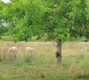 20200630_140437(1)1593597390612