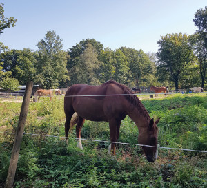 La police protège les chevaux