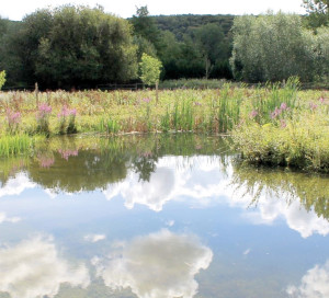 Département de l_Eure Préservation Mare Biodiversité Ecologie Nature