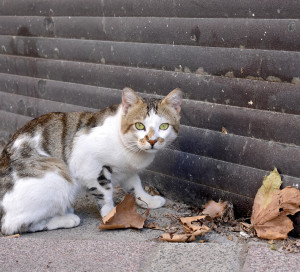 A lonely cat has white, black, green, brown feather.