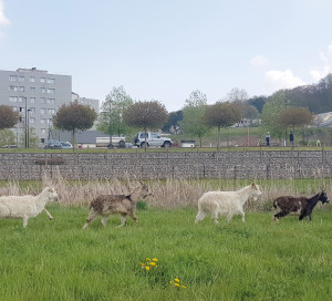 Afin de préserver leur santé, il est demandé de ne pas nourrir les chèvres.