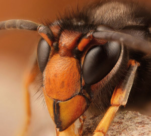 CD27 Frelons Asiatiques Que Faire Nid Plateforme Environnement