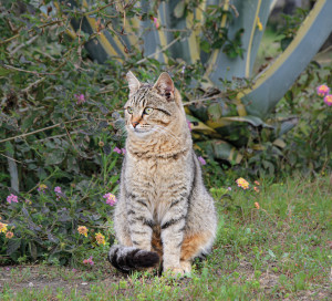 shutterstock_1937362231