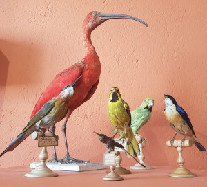 Collection Brécourt Musée de Vernon Restauration Stagiaire Julie Garnier Patrimoine