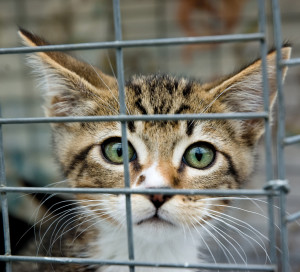 A,Frightened,Kitten,With,Green,Eyes,Staring,Out,From,A