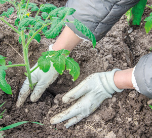 A female farmer plants tomato seedlings in an organic garden