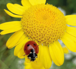 Chronique Vernon Toujours Plus Verte Concours Photo Messicoles Fleurs des Champs CD27