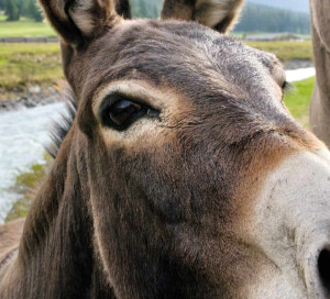 Office de Tourisme Animation Débarder avec un âne Giverny